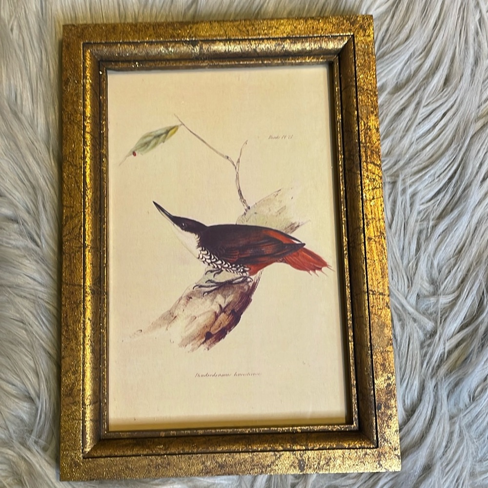 - IMAX Wood Framed Bird Art Print Eclectic